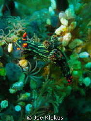 Nembrotha Garden taken on canon G10 with natural light/ by Joe Klakus 